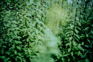 写真作品