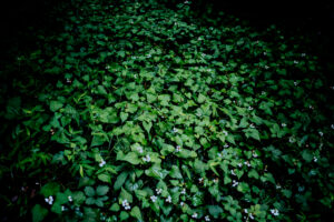写真作品