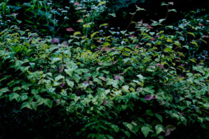 写真作品