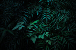 写真作品