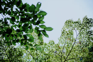写真作品