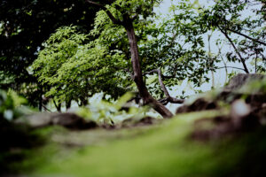 写真作品