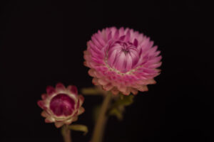 写真作品