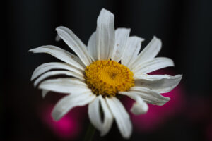 写真作品
