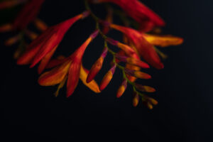 写真作品