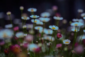 写真作品