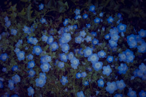 写真作品