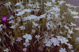 写真作品