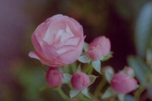 写真作品