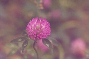 写真作品
