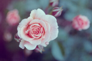 写真作品