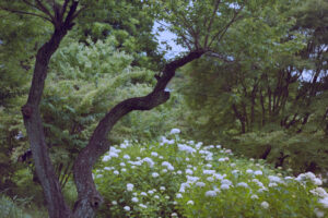 写真作品