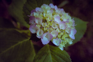 写真作品