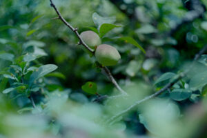 写真作品
