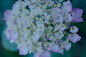 写真作品