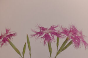 写真作品