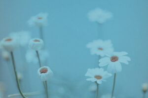 写真作品