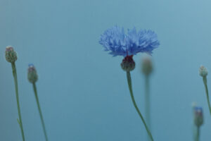 写真作品