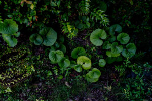 写真作品