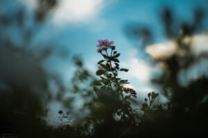 写真作品