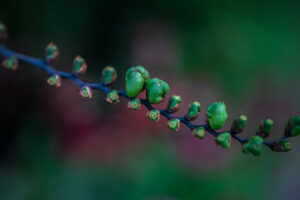 写真作品