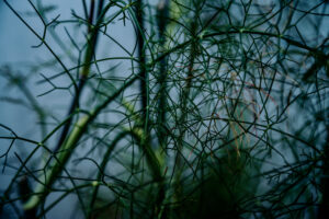 写真作品