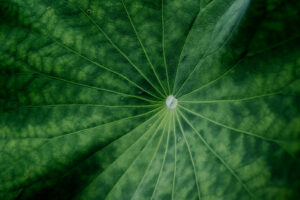 写真作品
