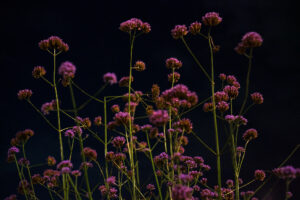 写真作品