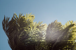 写真作品