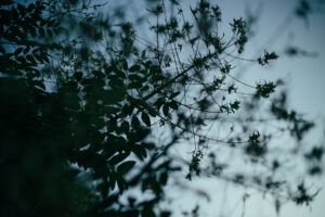 写真作品