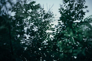 写真作品