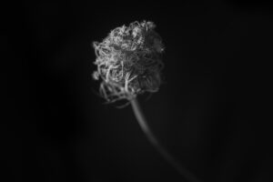 写真作品