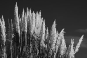 写真作品