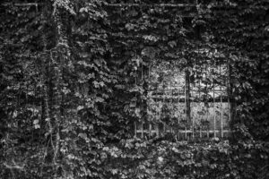 写真作品