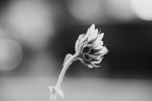 写真作品