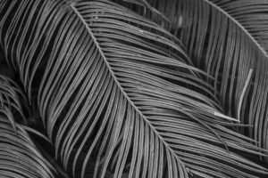 写真作品