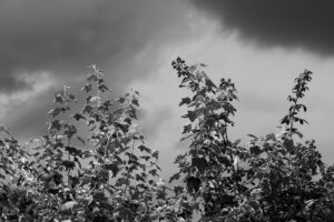 写真作品