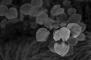 写真作品