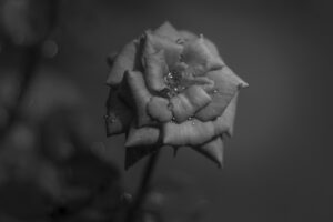 写真作品
