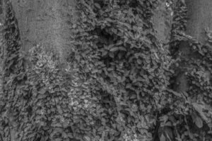 写真作品