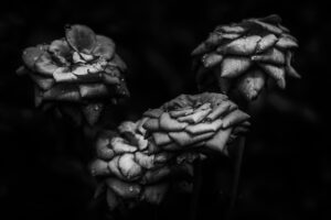 写真作品