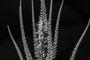 写真作品