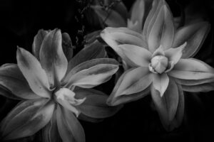 写真作品