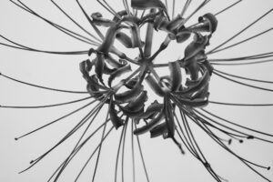 写真作品