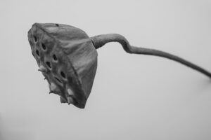 写真作品