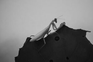 写真作品