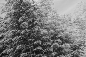 写真作品