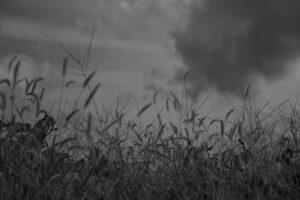 写真作品