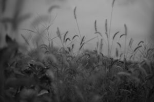 写真作品