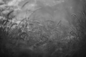 写真作品